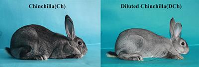 Analysis of Genome DNA Methylation at Inherited Coat Color Dilutions of Rex Rabbits